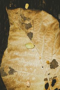 Close-up of plant