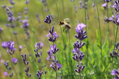 Close-up of bee pollinating on lavender