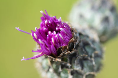 Close-up of purple flowering plant