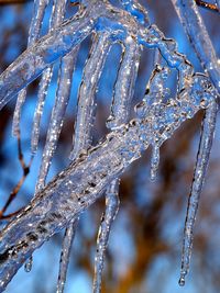 Close-up of frozen leaves on twig