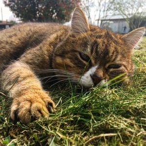 Close-up of a cat