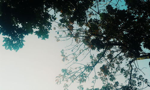 Low angle view of trees