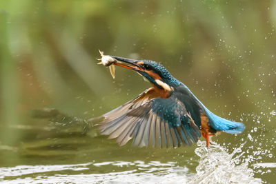 Close-up of bird in lake