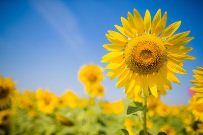 Close-up of sunflower on field against sky