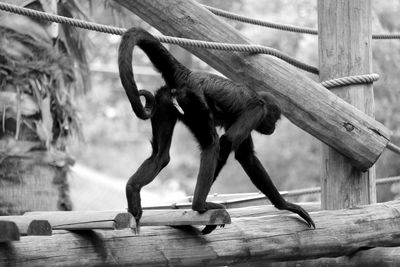 Side view of a monkey on branch