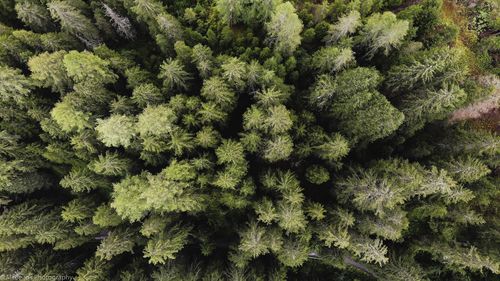 Full frame shot of green leaves in forest