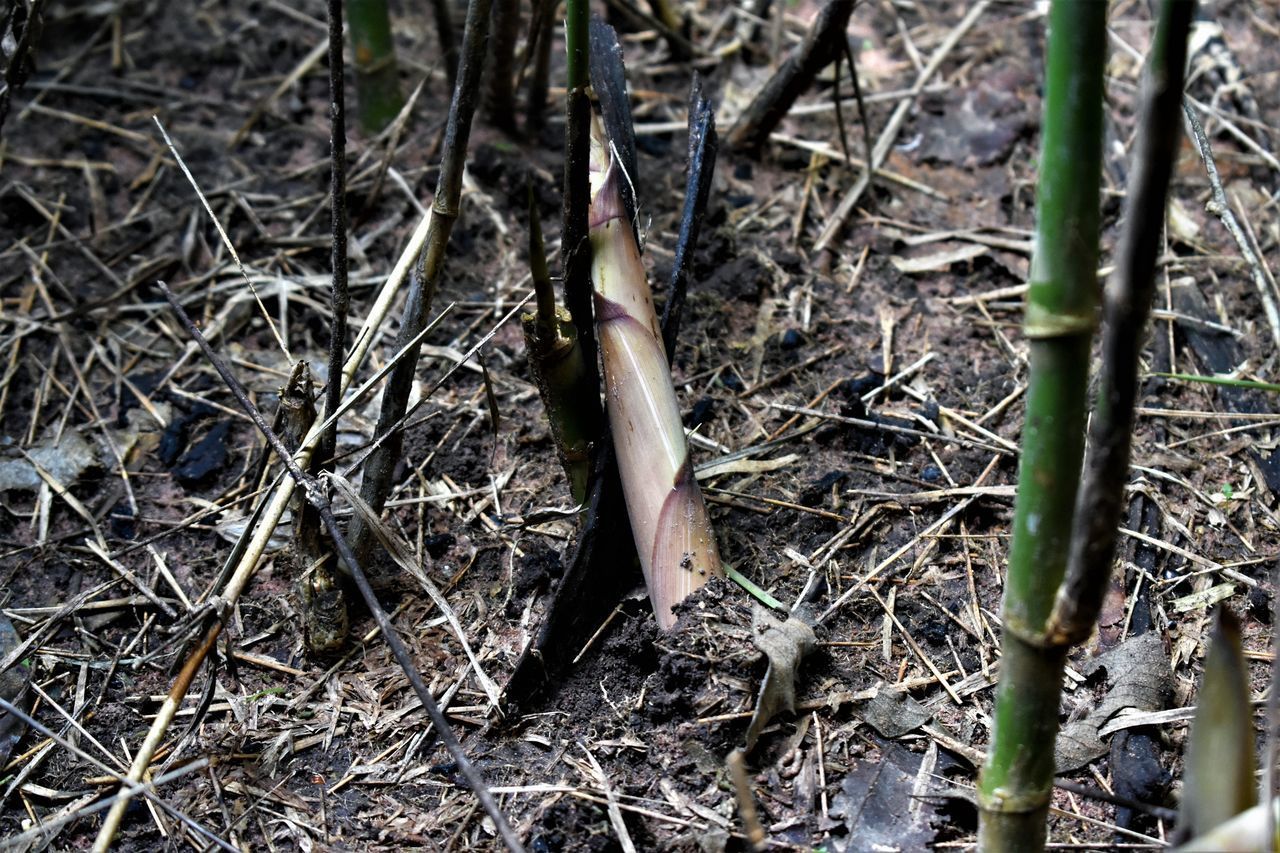 HIGH ANGLE VIEW OF TWIG IN FOREST