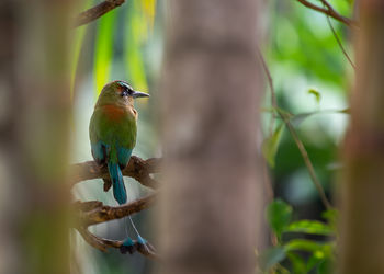 Close-up of bird perching on branch