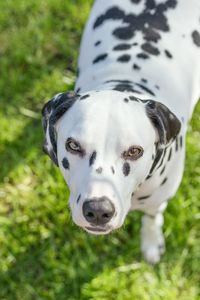 Close-up portrait of dog on field