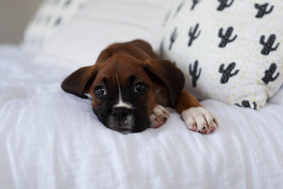 Boxer dog puppy laying on white linen bed