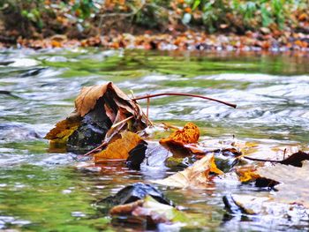 Close-up of dry leaves in lake