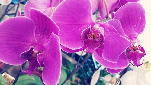 Close-up of purple flowers