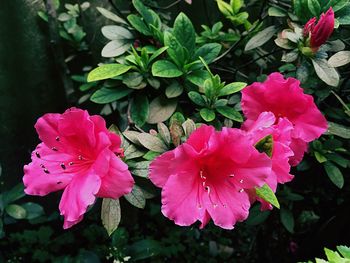 Close-up of pink flower