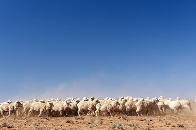 Flock of sheep on field during sunny day