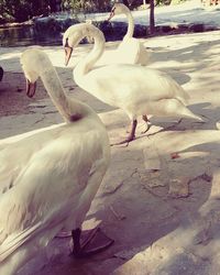 Close-up of swan perching