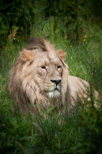 Lion relaxing on grassy field