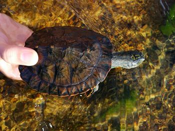 Close-up of hand feeding turtle