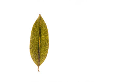 Close-up of green leaf against white background