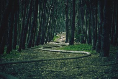 View of pipe on footpath amidst trees in forest