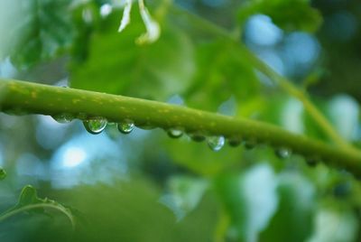 Close-up of raindrops on leaf