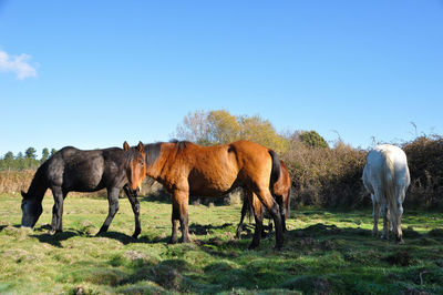 Horses grazing in a field