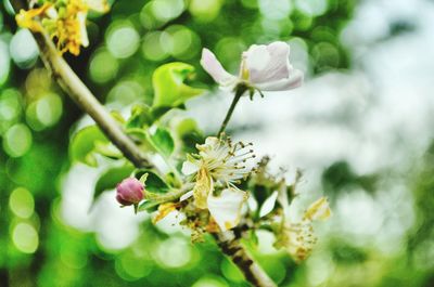 Apple flower