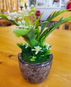 Close-up of flower pot on table