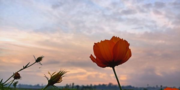 Close-up of orange flowering plant against cloudy sky