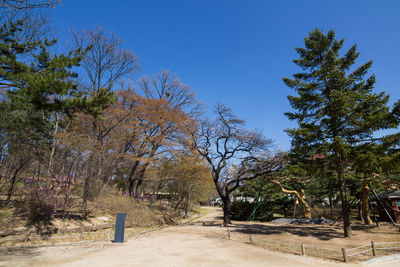 Trees on field against clear blue sky