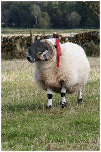 Sheep standing in a field