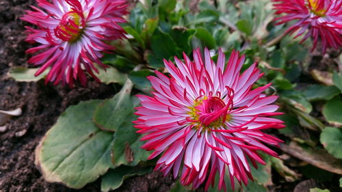 Close-up of pink flowers blooming outdoors