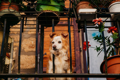 Portrait of a dog looking away