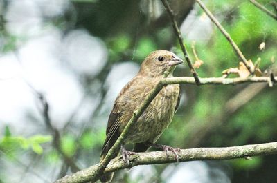 Close-up of bird perching on branch