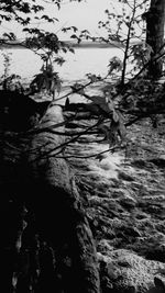 Trees growing on rocks