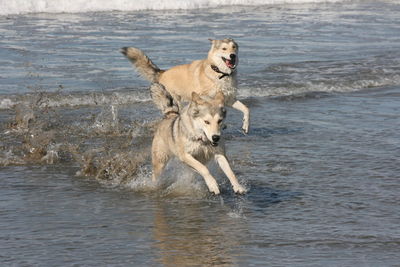 Huskies running in water