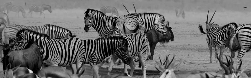 View of zebra on field