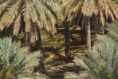 Trees growing on field