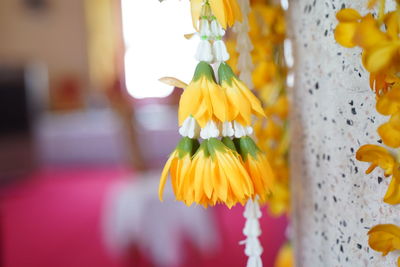 Close-up of yellow flower against blurred background