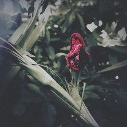 Close-up of pink flowers