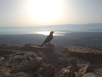 Bird perching on rock by sea against sky during sunset