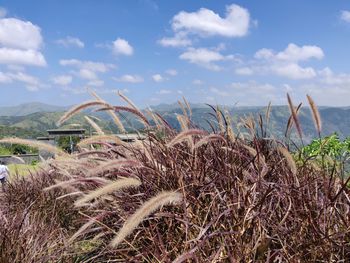 Plants growing on field against sky