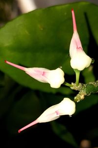 Close-up of flowers against blurred background