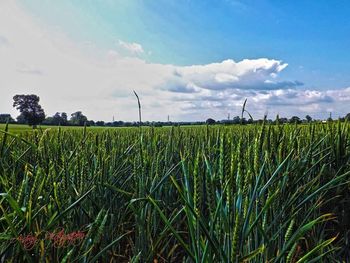 Scenic view of field against cloudy sky