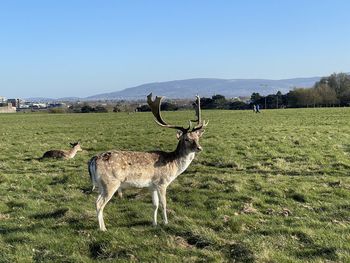 Deer standing in a field