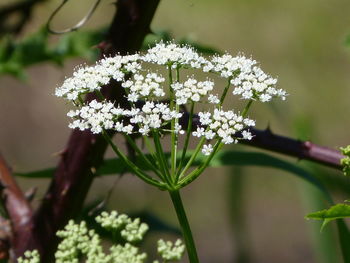 Close-up of white flowering plant