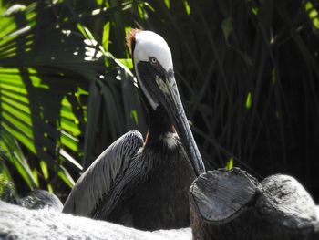 Close-up of a bird