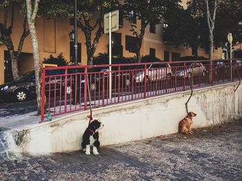 Dog on street in city