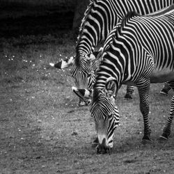 Zebra grazing in field