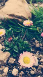 Close-up of yellow flower blooming outdoors