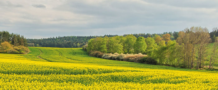 Scenic view of field against sky